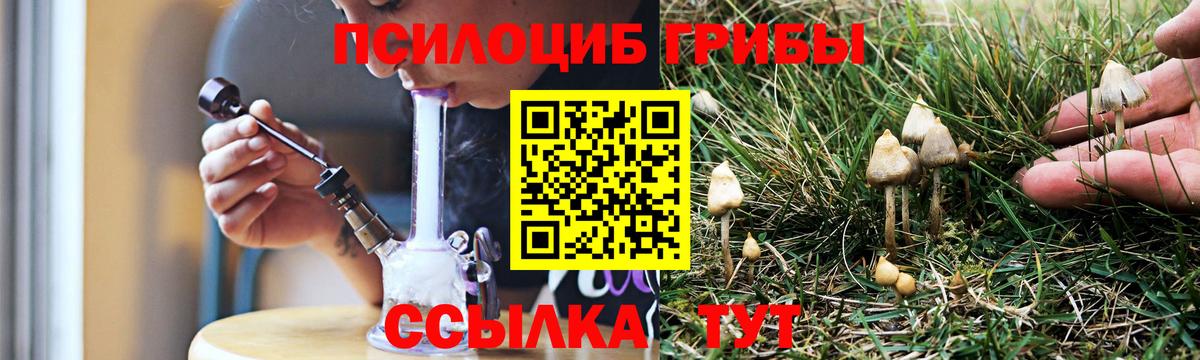 Псилоцибиновые грибы Cubensis Тосно